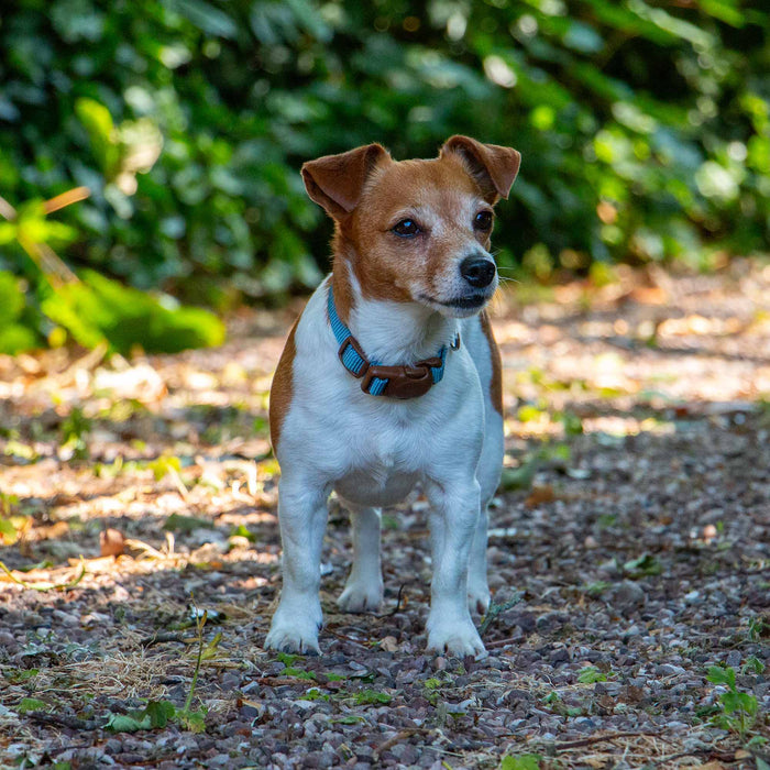 Ancol Heritage Magnetic Lock Collar Blue