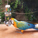 Pan Clacker Parrot Toy
