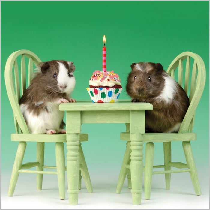 Birthday Guinea Pigs Card
