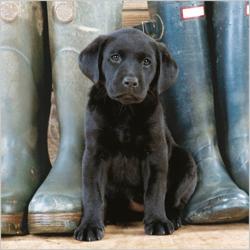 Black Labrador Puppy Card