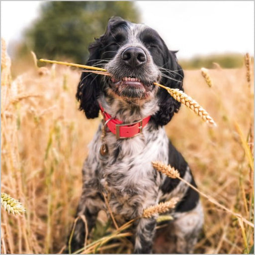 Springer Spaniel Card