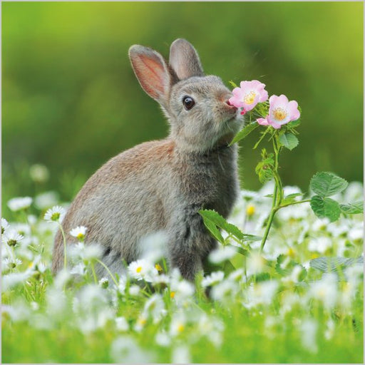 European Rabbit Card