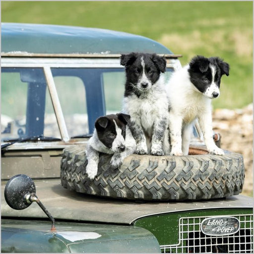Border Collie Pups Card
