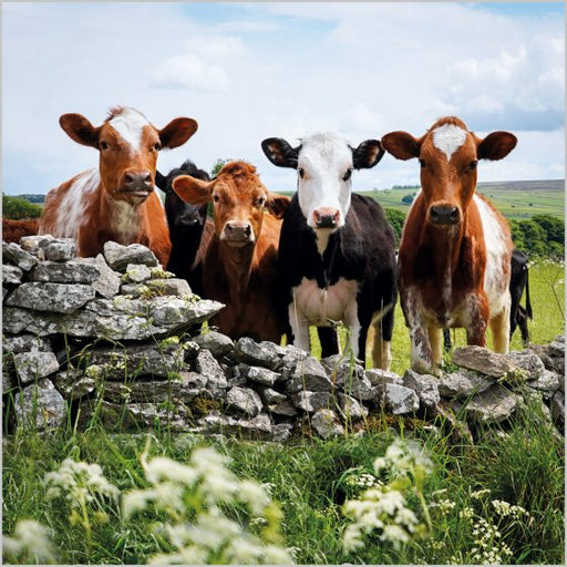 Cows Foolow Derbyshire Card