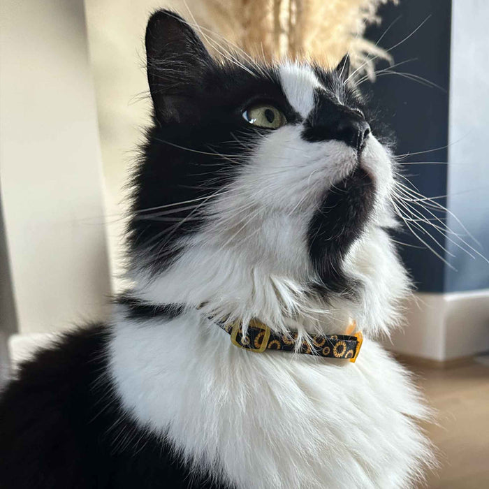 Ancol Sunflower Cat Collar