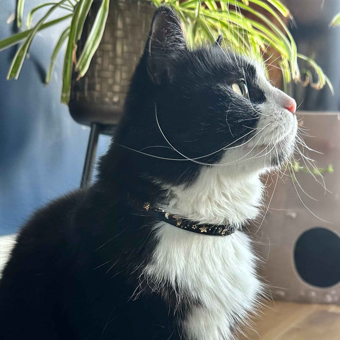 Ancol Moon & Stars Cat Collar