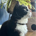 Ancol Moon & Stars Cat Collar