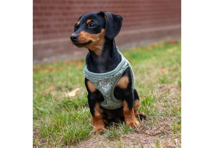 Small Bite Teddy Harness Sage