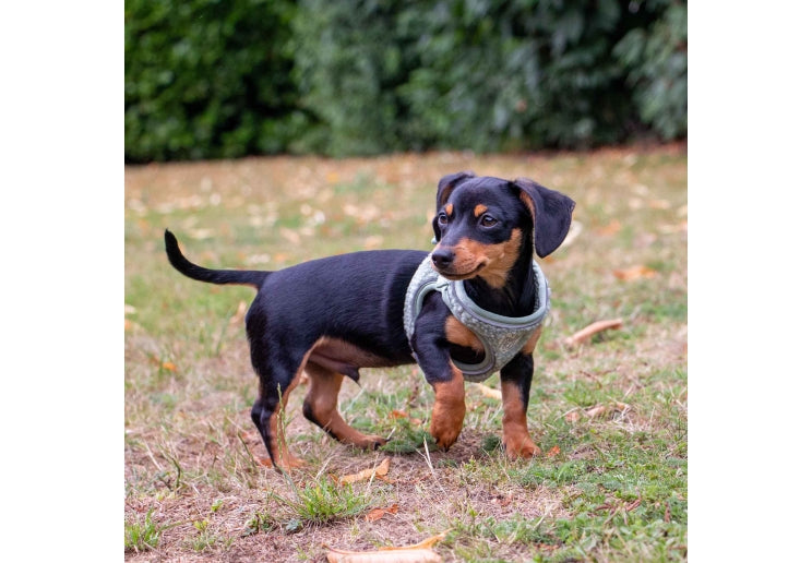 Small Bite Teddy Harness Sage