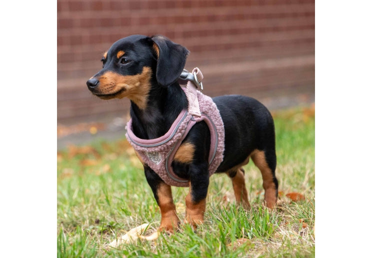Ancol Small Bite Teddy Harness Rose