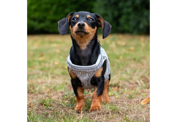 Ancol Small Bite Teddy Harness Pebble