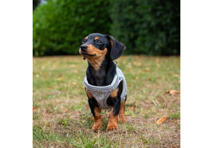 Ancol Small Bite Teddy Harness Pebble