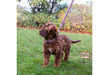 Small Bite Teddy Lead