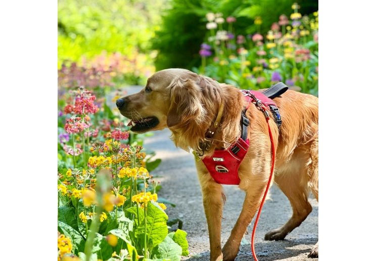 Viva Travel Harness Red