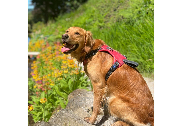 Viva Travel Harness Red