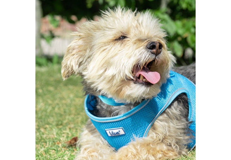 Viva Step-in Harness Blue