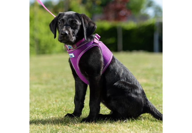 Viva Step-in Harness Purple