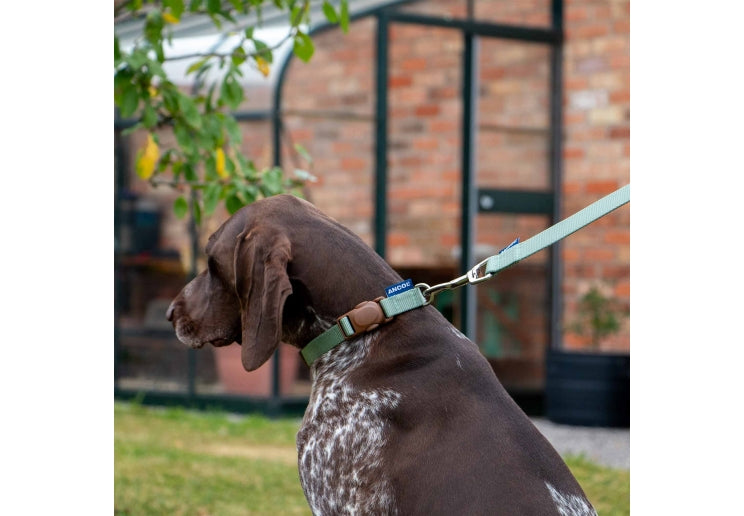 Ancol Heritage Lead Sage