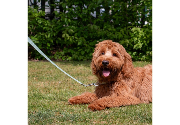 Ancol Heritage Lead Sage