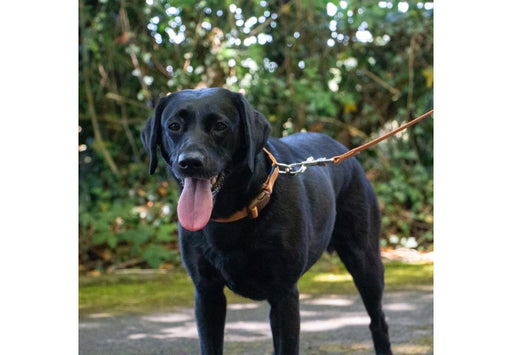 Ancol Heritage Lead Marigold