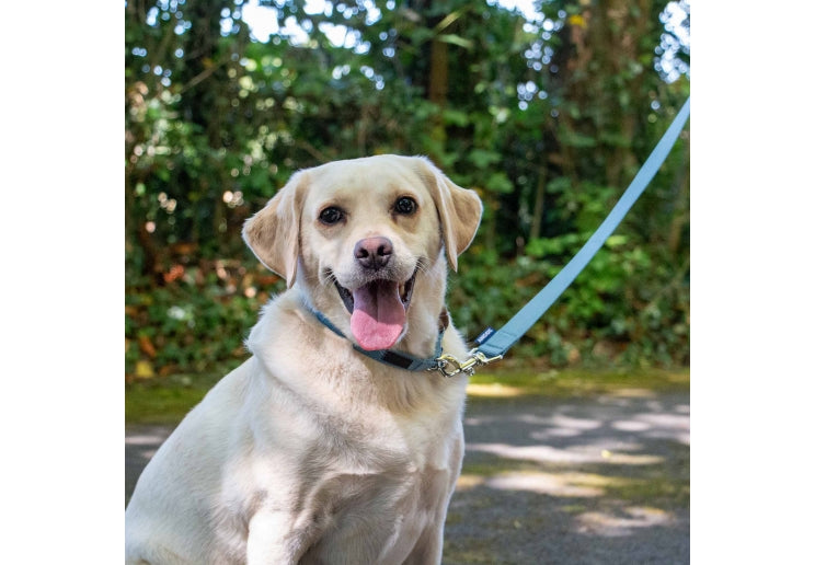 Ancol Heritage Lead Blue