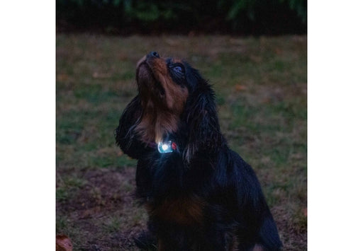 Ancol Rechargeable Blinker Orange White LED