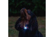 Ancol Rechargeable Blinker Orange White LED