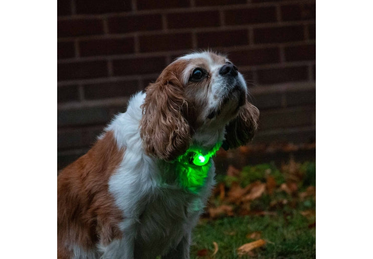 Ancol Rechargaeble Blinker Green