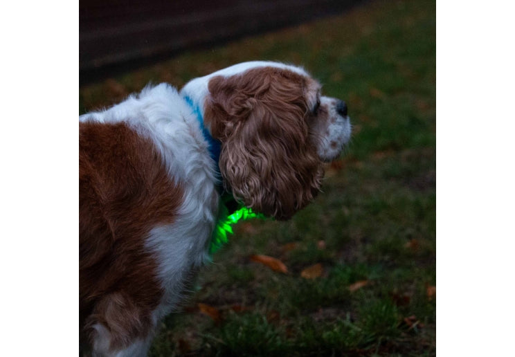 Ancol Rechargaeble Blinker Green