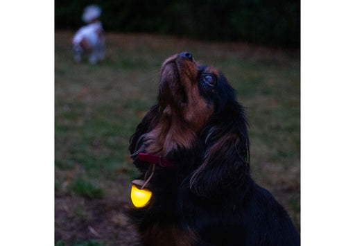 Ancol Rechargeable Acorn Blinker