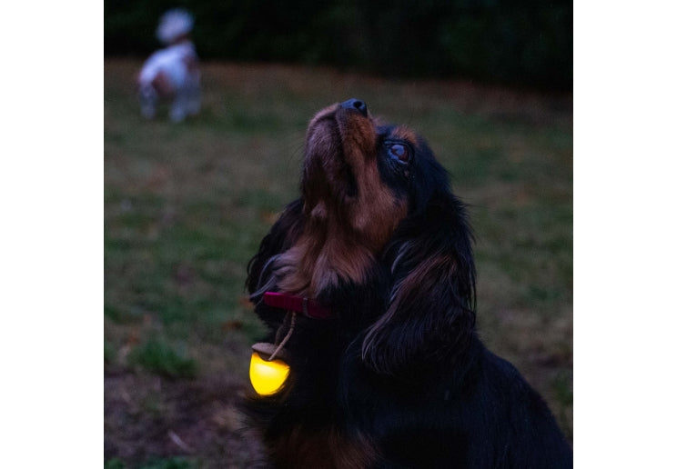 Ancol Rechargeable Acorn Blinker