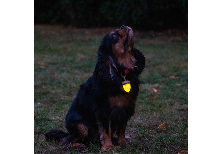 Ancol Rechargeable Acorn Blinker