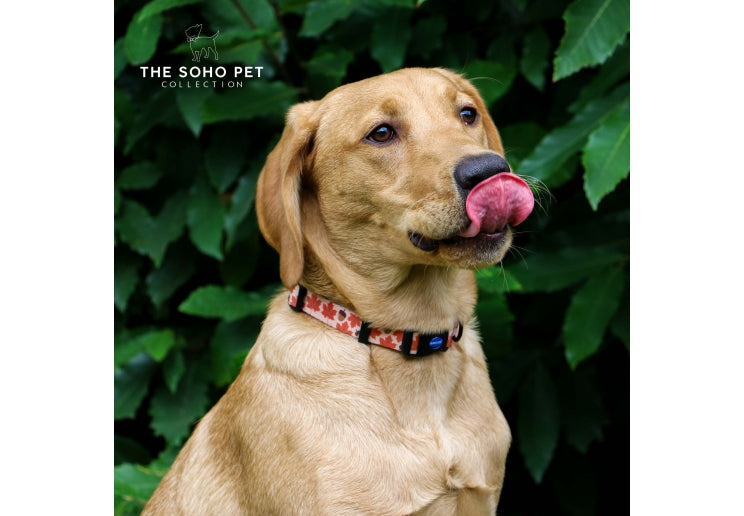 Ancol Maple Leaf Patterned Collar