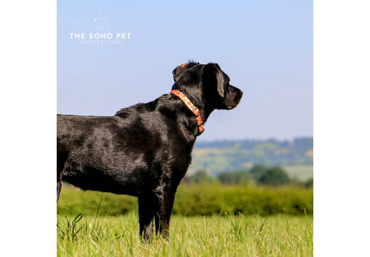 Ancol Maple Leaf Patterned Collar