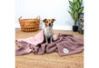 Small Bite Teddy Bear Blanket