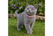 Polka Dot Kitten Collar