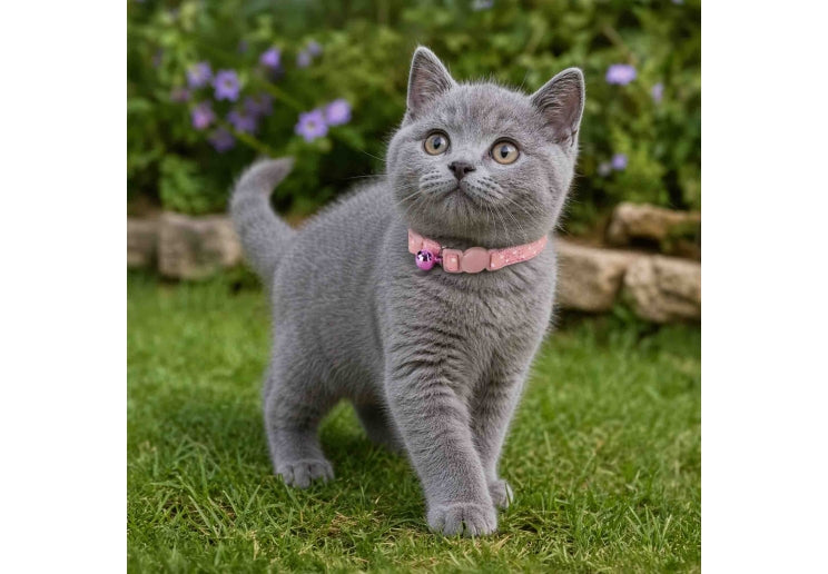 Polka Dot Kitten Collar
