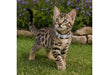 Polka Dot Kitten Collar
