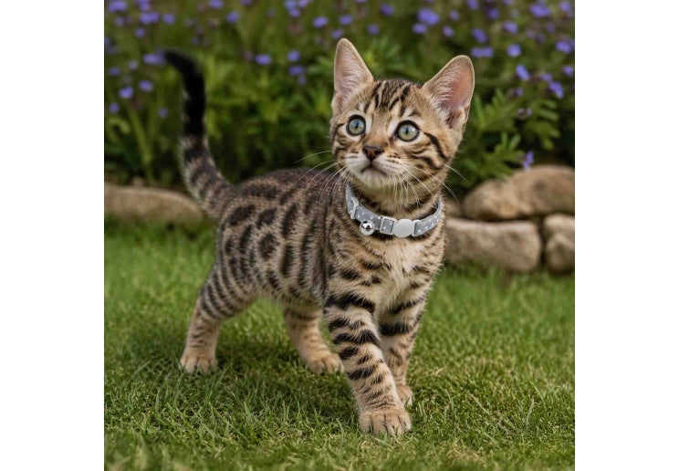 Polka Dot Kitten Collar