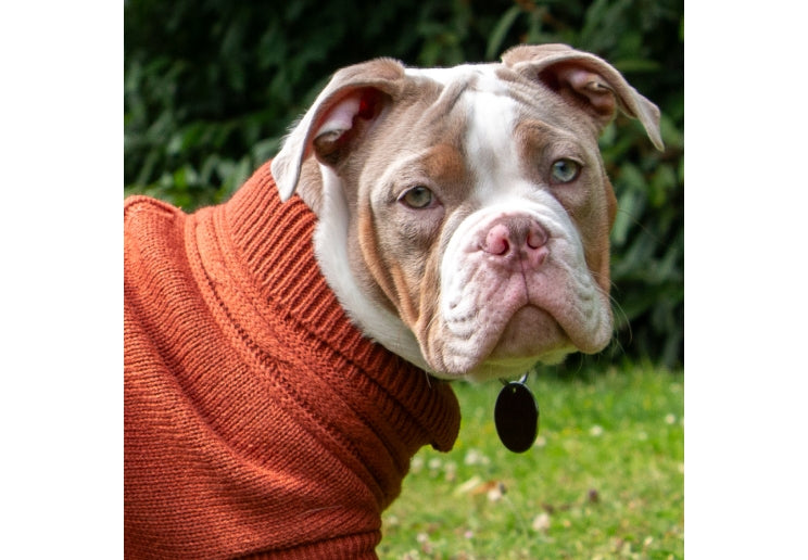 Ancol Cable Knit Jumper Teracotta