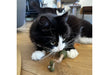 Ancol Catnip Stick