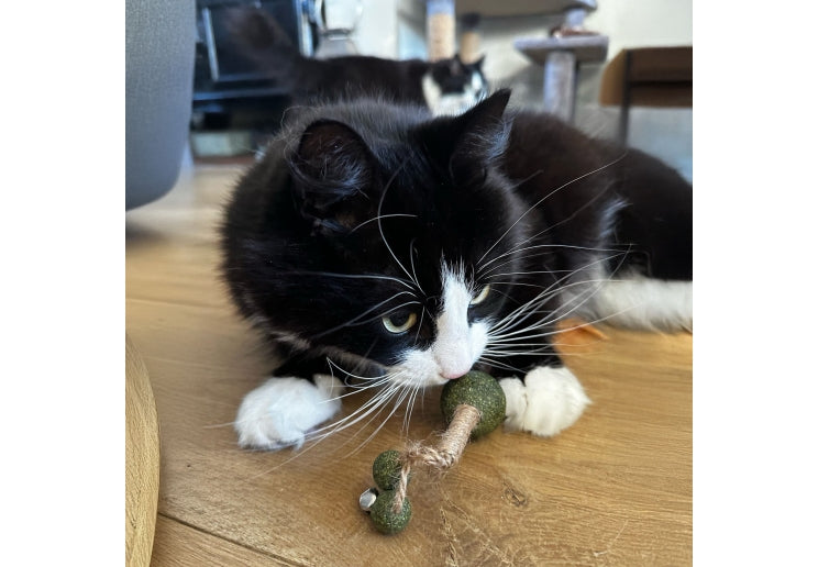 Ancol Catnip Stick