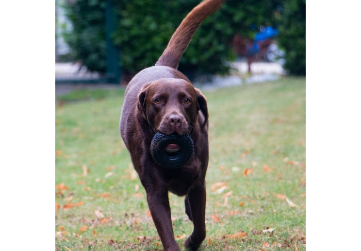 Ancol Orva Treat Tyre