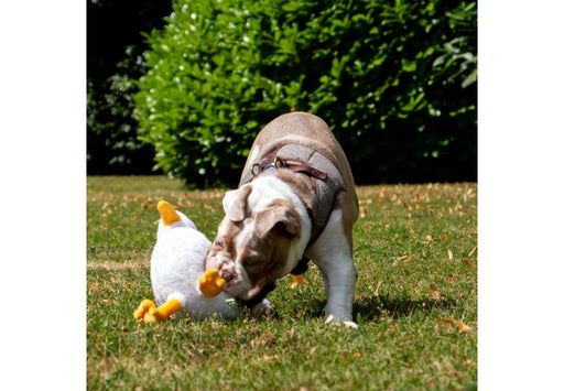 Ancol Made From Seagull