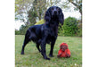 Ozzy Orangutan Mini Recycled Dog Toy
