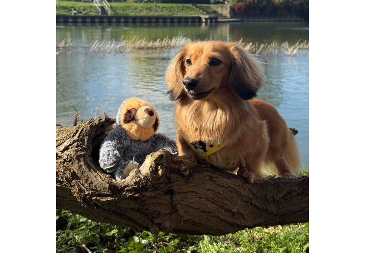 Scout Sloth Mini Recycled Dog Toy 