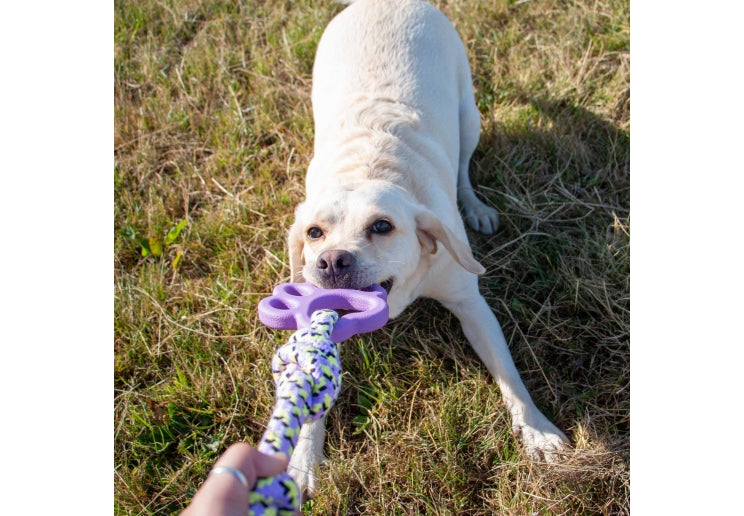 Playtime Ropey Paw
