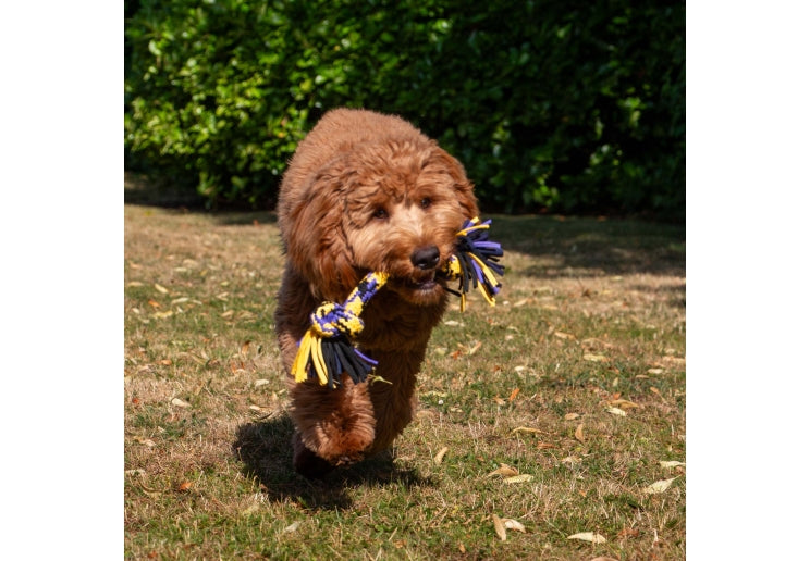 Playtime Tri-Coloured T-Shirt Rope Tug