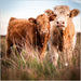 Highland Cow And Calf Card