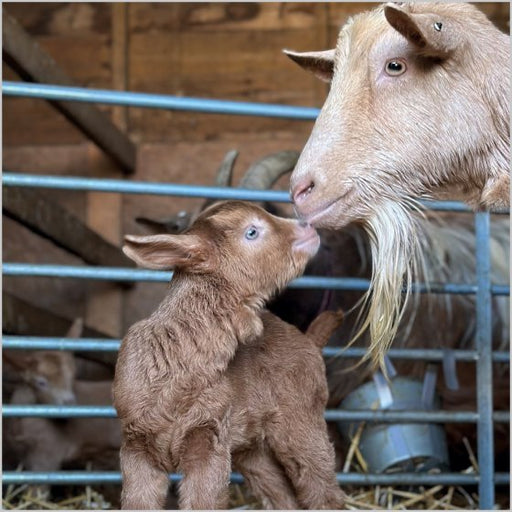 Nanny Goat And Kid Card